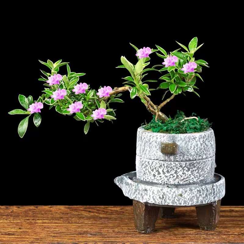 金边六月雪 附石盆景 提根六月雪 悬崖小盆栽 迷你红花造型微盆景