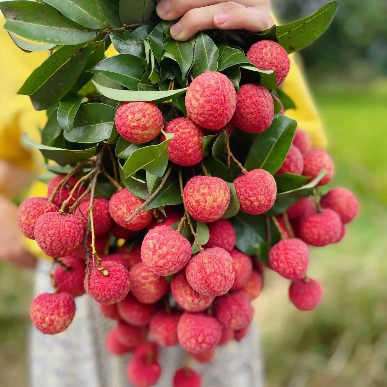 福建黑叶荔枝6斤乌叶荔枝产地冷链直发应季生鲜水果新鲜现摘批发