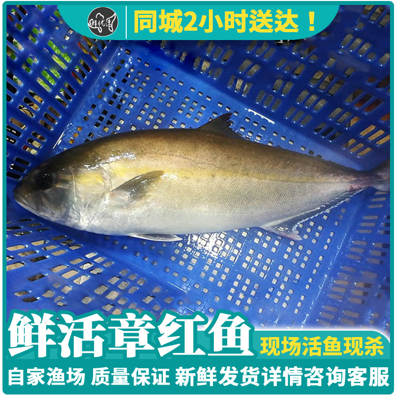 海鲜水产鲜活章红鱼整条红甘鱼油甘鱼8斤/条大章红鱼刺身深海鱼