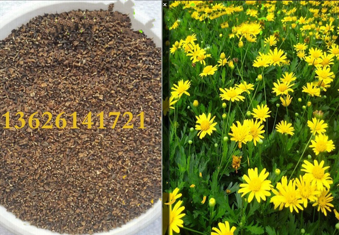 批发多年生菊花种子 花籽 地被矮菊花 茼蒿菊 木春菊等