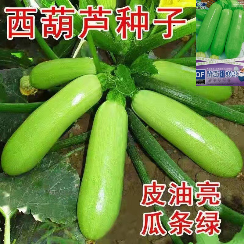 西葫芦种子高产蔬菜种子四季易种家庭阳台盆栽蔬菜籽耐寒抗病