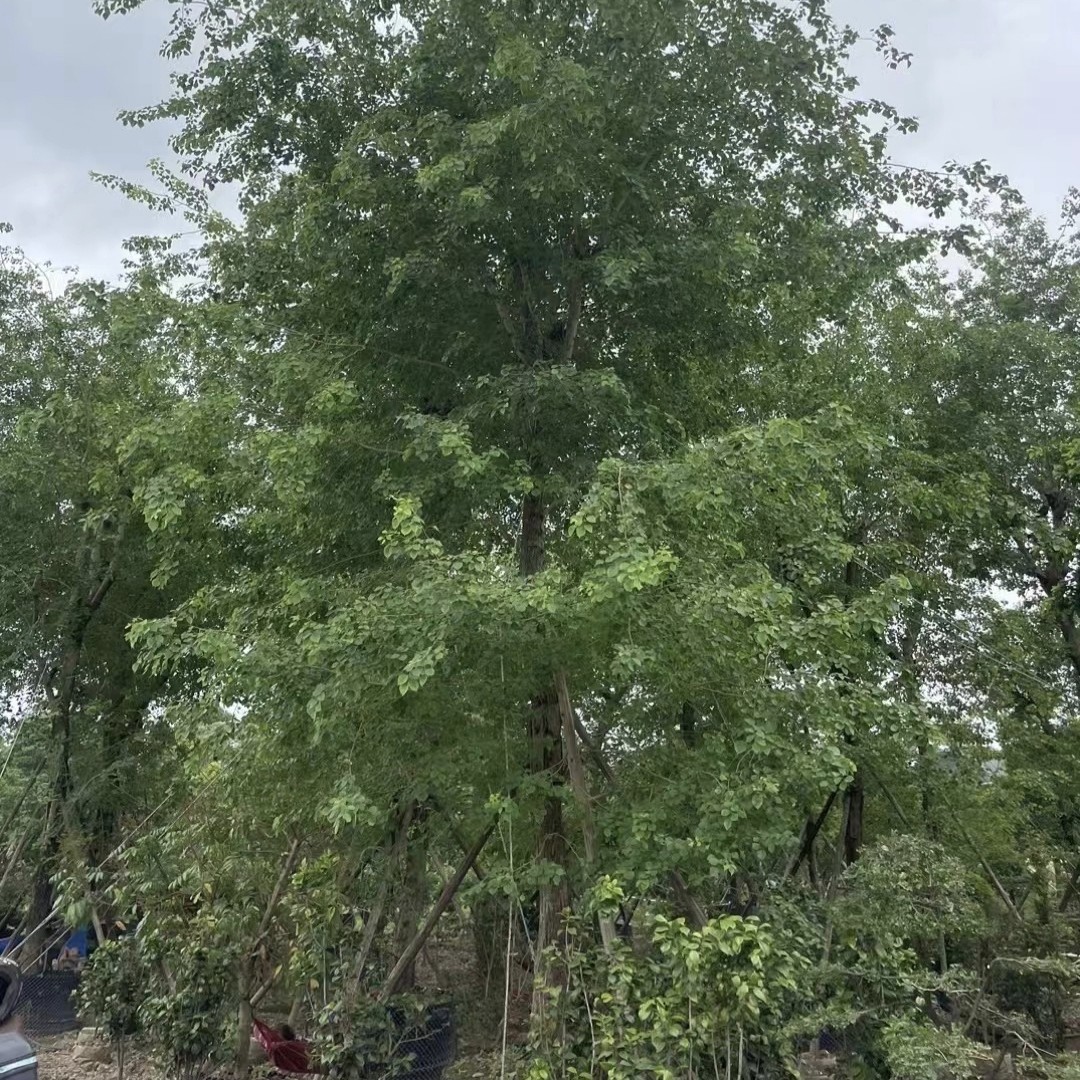2505苗木场 供应 印度黄檀大树 胸径20~30cm粗假植苗 林木绿化