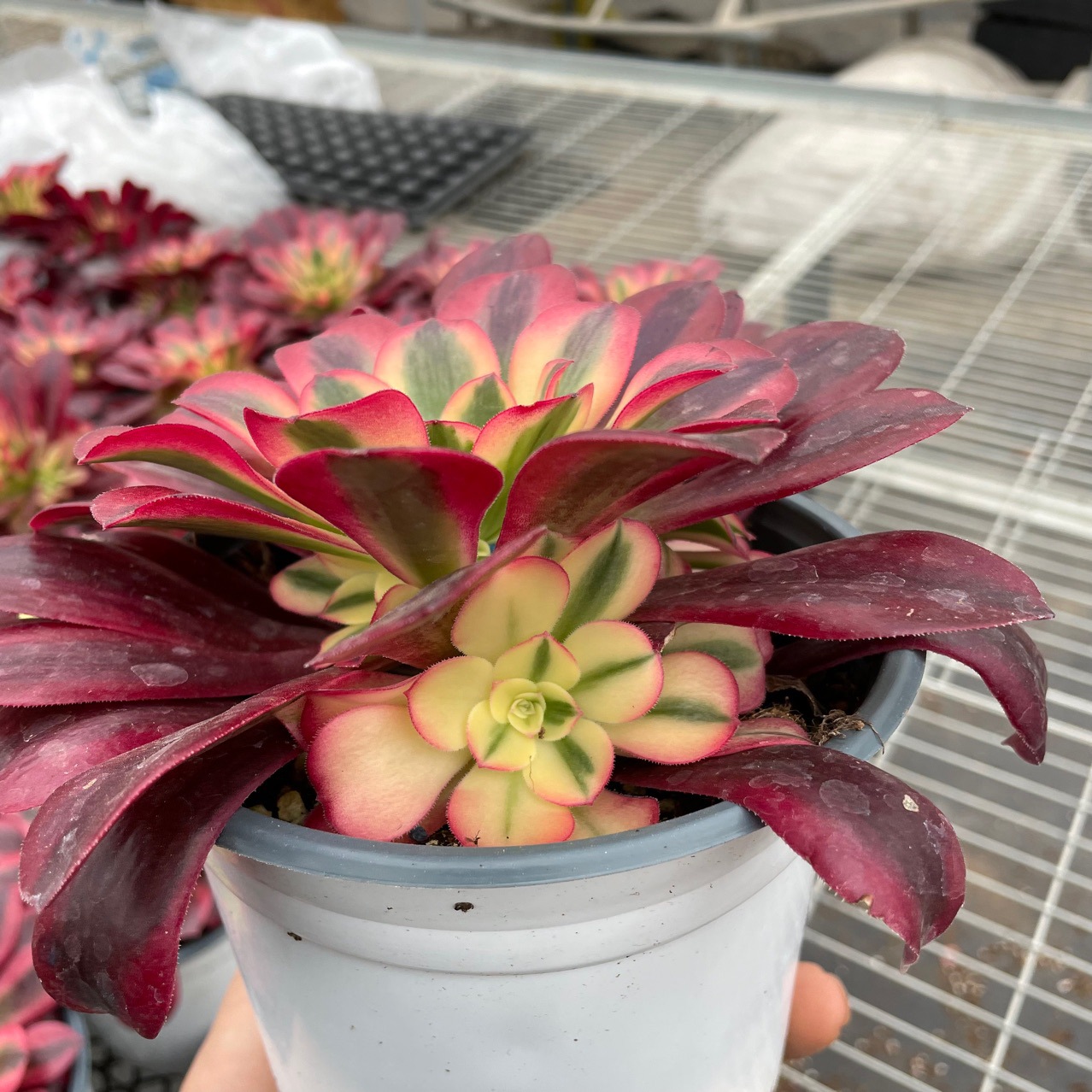 美杜莎法师大颗多肉植物批发基地自产自销15cm盆栽脱土发货