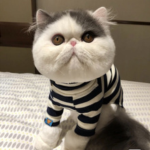 巨萌纯白蓝色眼睛矮脚妹妹曼康基曼赤肯短腿猫矮脚猫_阿里巴巴找货