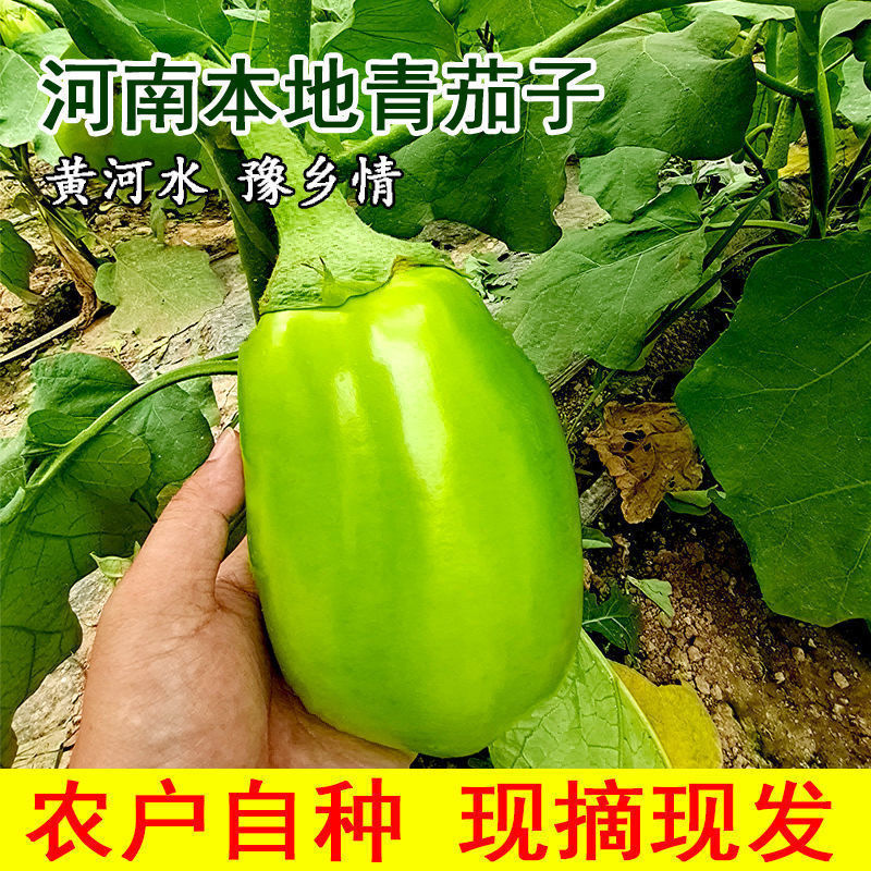 茄子新鲜5斤2斤包邮农家自种青茄子现摘现发绿皮茄子生吃清甜可口
