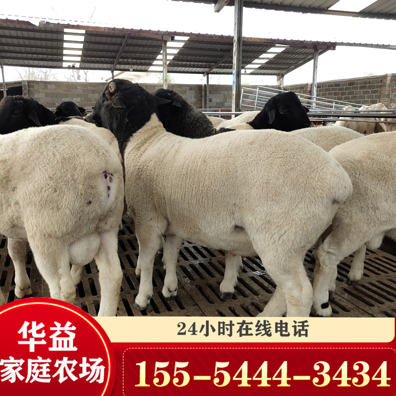 杜泊羊一年产几个仔 什么地方卖的杜泊羊品种好 山东种羊养殖场