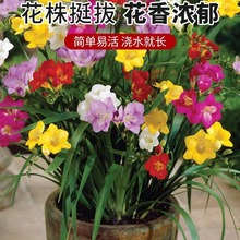 批发香雪兰种球荷兰小苍兰种球当年开花庭院盆栽颜色齐全量大优惠