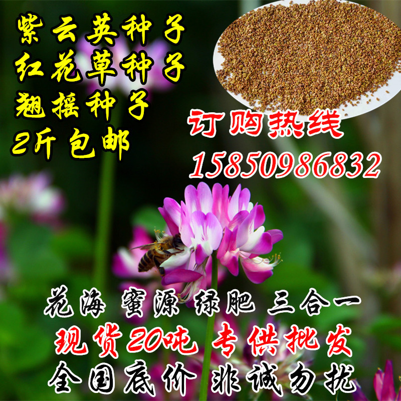 毛苕种子