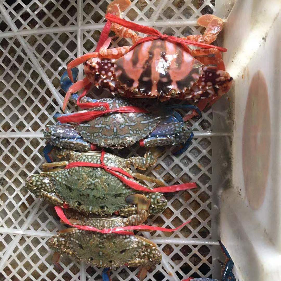 温馨提示:页面标价是1斤的价格,3斤起发,运输过程中会有断腿和断钳是