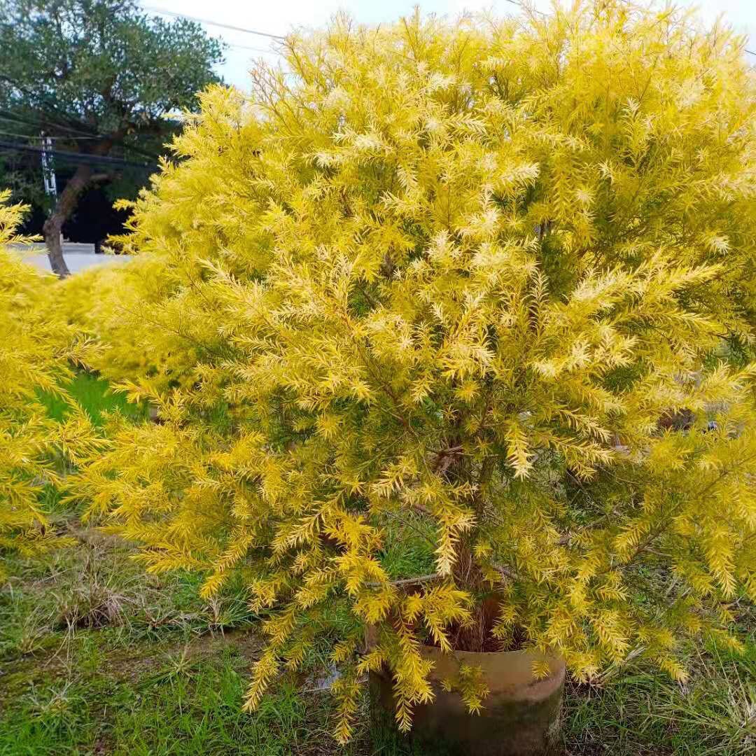 贵州黄金香柳批发 黄金宝树基地 浙江千层金球价格 黄金香柳报价