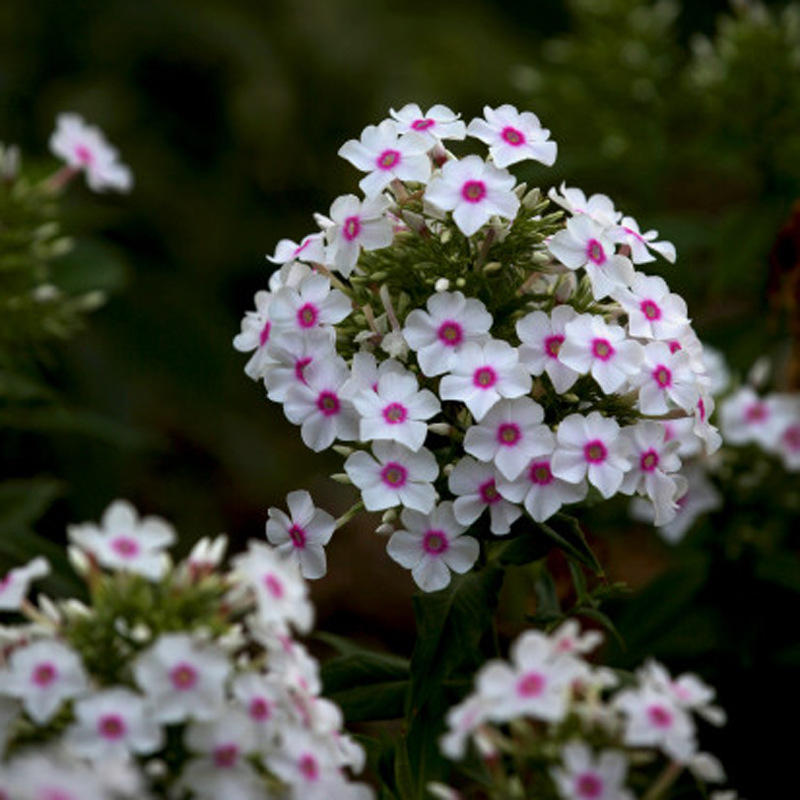 福禄考荷兰小姐 花园庭院多年生耐热耐寒宿根多年生盆栽植物花卉