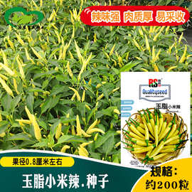 玉脂小米辣辣椒种子 高辣品种农田阳台蔬菜肉厚腌制小黄辣椒籽
