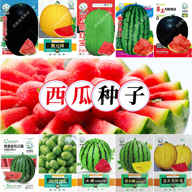 盆栽礼品薄无籽冰糖蜂蜜麒麟懒汉8424新红宝黄黑皮瓤小西瓜果种子