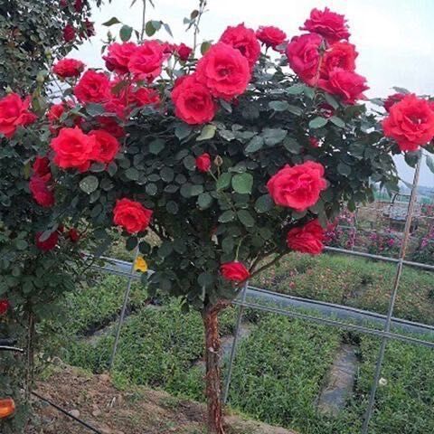 9成交10株批发欧式树桩月季树苗棒棒糖粉龙沙 高杆树