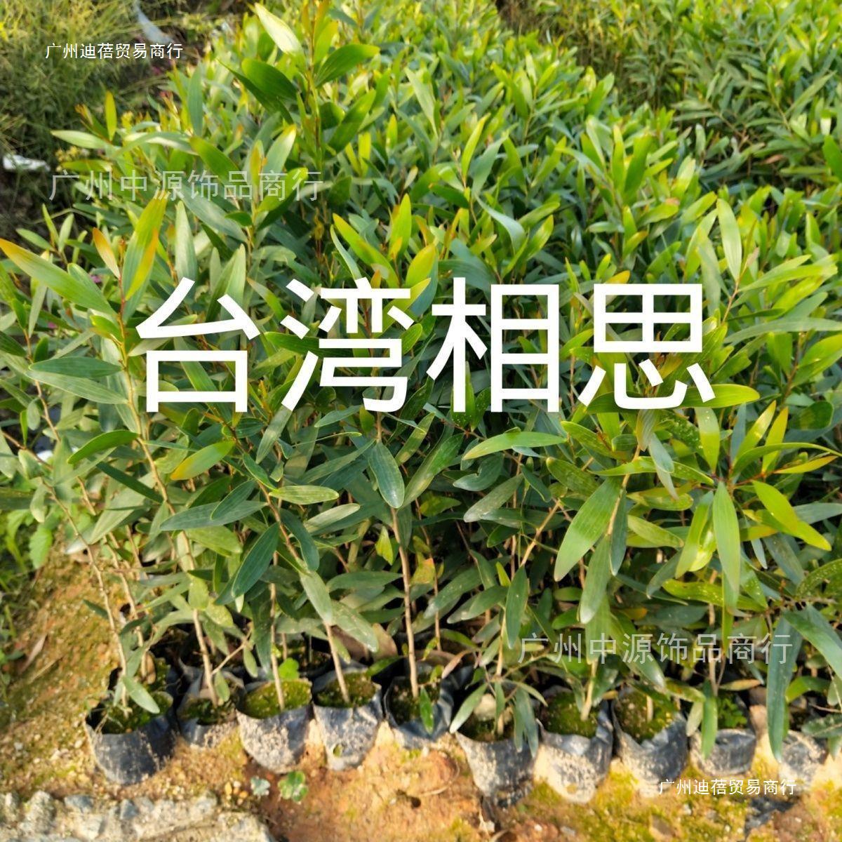 台湾相思树 大叶相思树苗 易生长耐旱 绿化生态种植家庭庭院户外