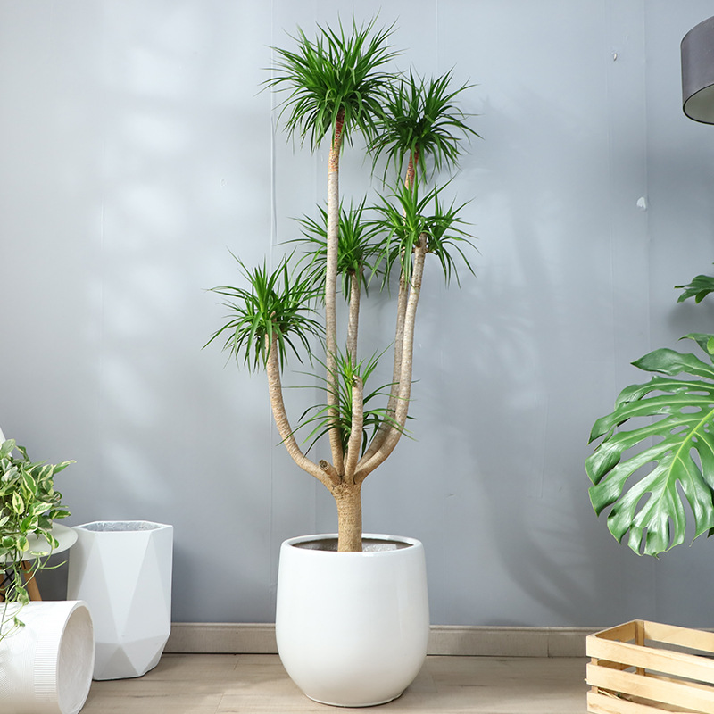 龙血树老桩盆栽绿植大型植物室内客厅真树多头造型龙须树送货上