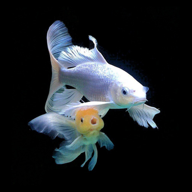 白金冷水观赏鱼苗淡水短身龙凤长尾锦鲤贵妃种台湾蝴蝶鲤