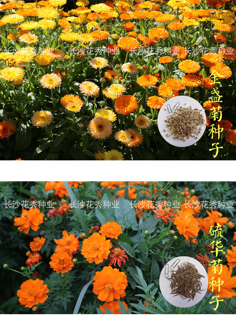 太阳格桑花花籽花卉种子四季开花的花种子草花种子四季易开花批发