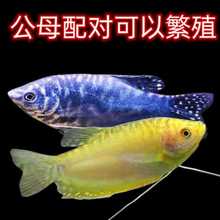 大曼龙特大号怀孕期观赏鱼丽丽鱼淡水好养耐活大型广州发货观赏鱼