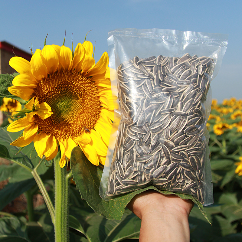 生瓜子葵花籽新货内蒙古特产363大颗粒薄皮休闲零食品5斤五原包邮