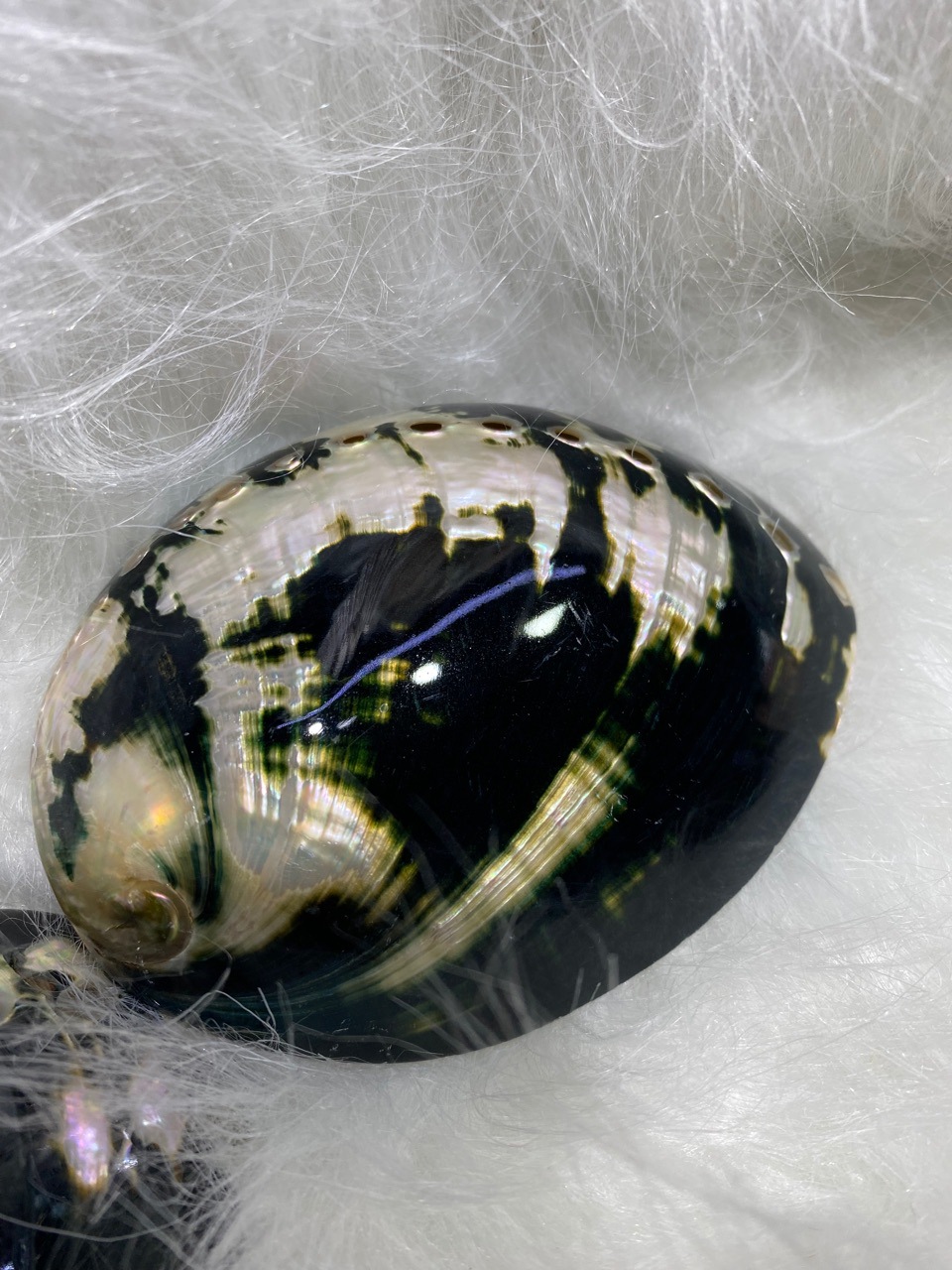 10-11厘米炫彩光泽黑金鲍 黑鲍鱼壳 天然贝壳海螺 鼠尾草燃烧壳