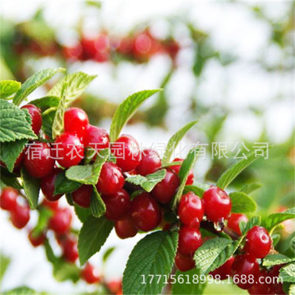 东北小樱桃树苗山樱桃毛樱桃野生樱桃果树苗盆栽地栽南方北方种植