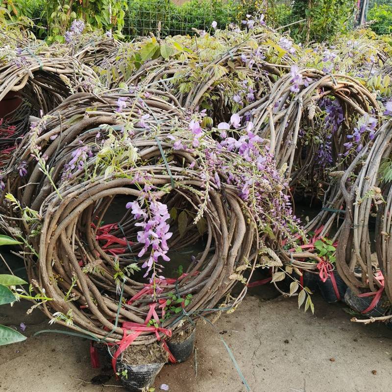 6成交2棵紫藤花树苗盆栽紫藤树苗庭院别墅攀援花耐寒卉风景树多花