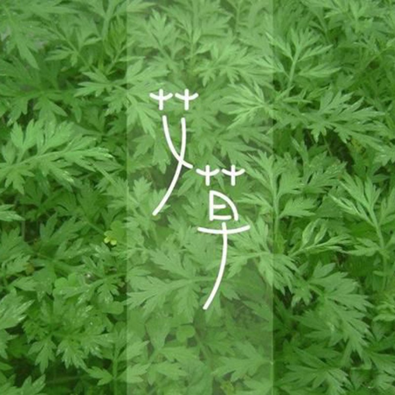 艾草种子靳艾种籽种植艾叶药用食用驱蚊草艾蒿籽香草种孑盆栽泡澡