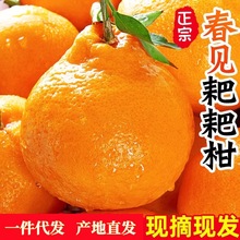 春见耙耙柑柑橘9斤四川特产装整箱当季新鲜水果丑橘包邮一件代发