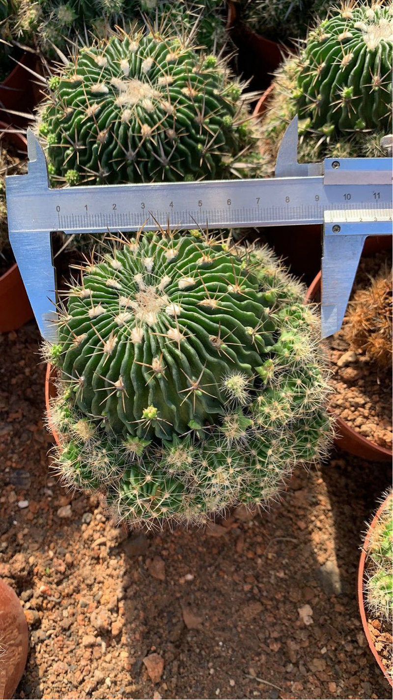 办公桌实生仙人球盆栽 多肉长刺多棱玉群生带仔仙人球植物花卉