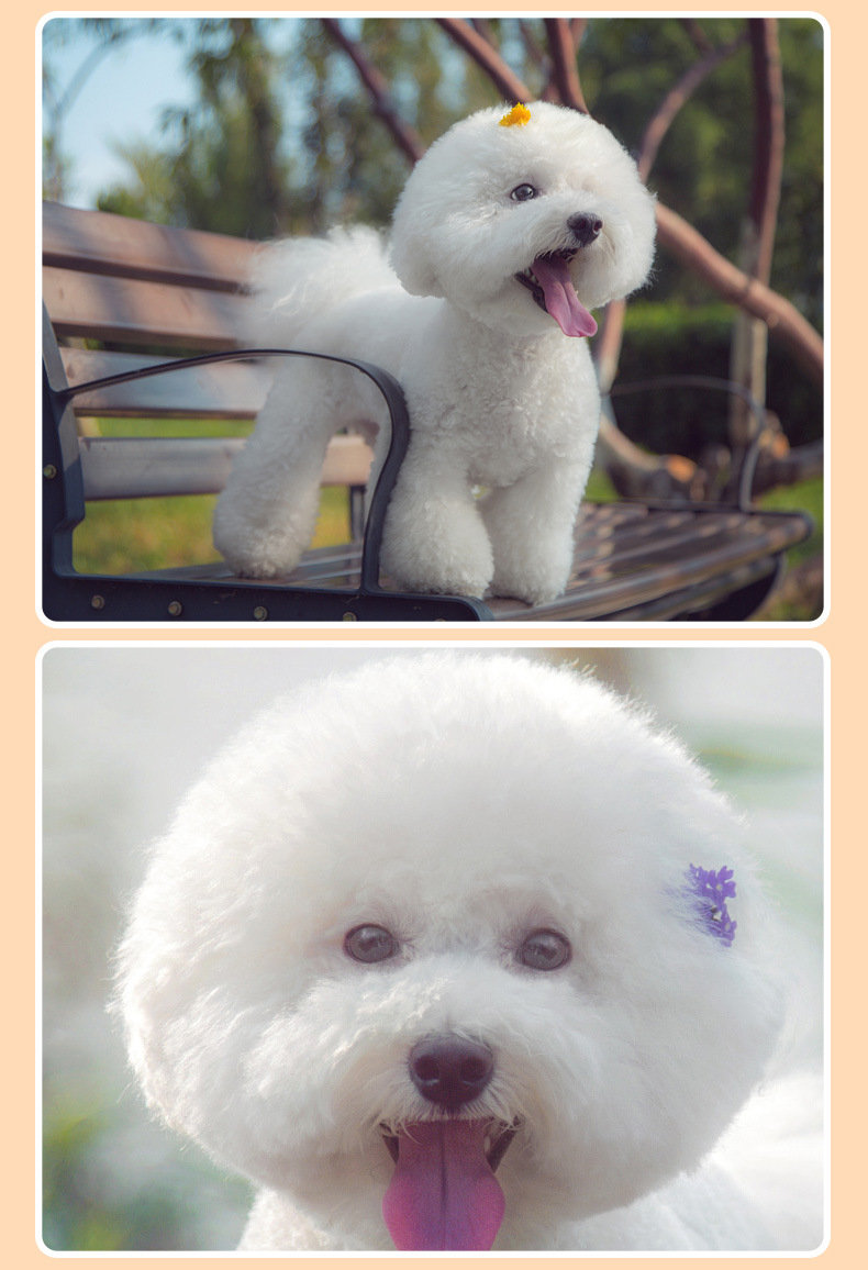 比熊幼犬纯种白色卷毛宠物狗狗活体小狗崽活物茶杯犬茶杯狗小型犬