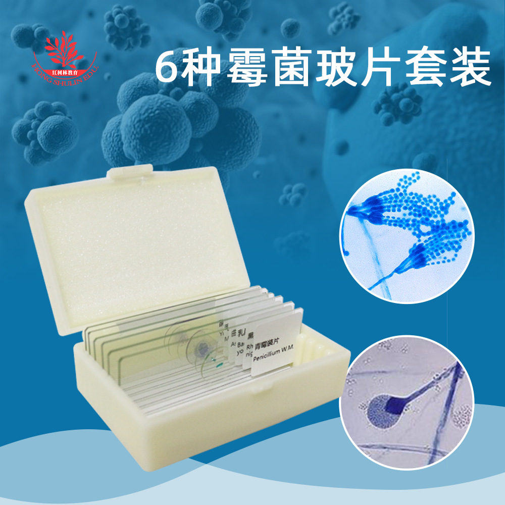霉菌显微镜装片青霉曲霉根霉乳酸菌酵母菌可单张购买10片起卖