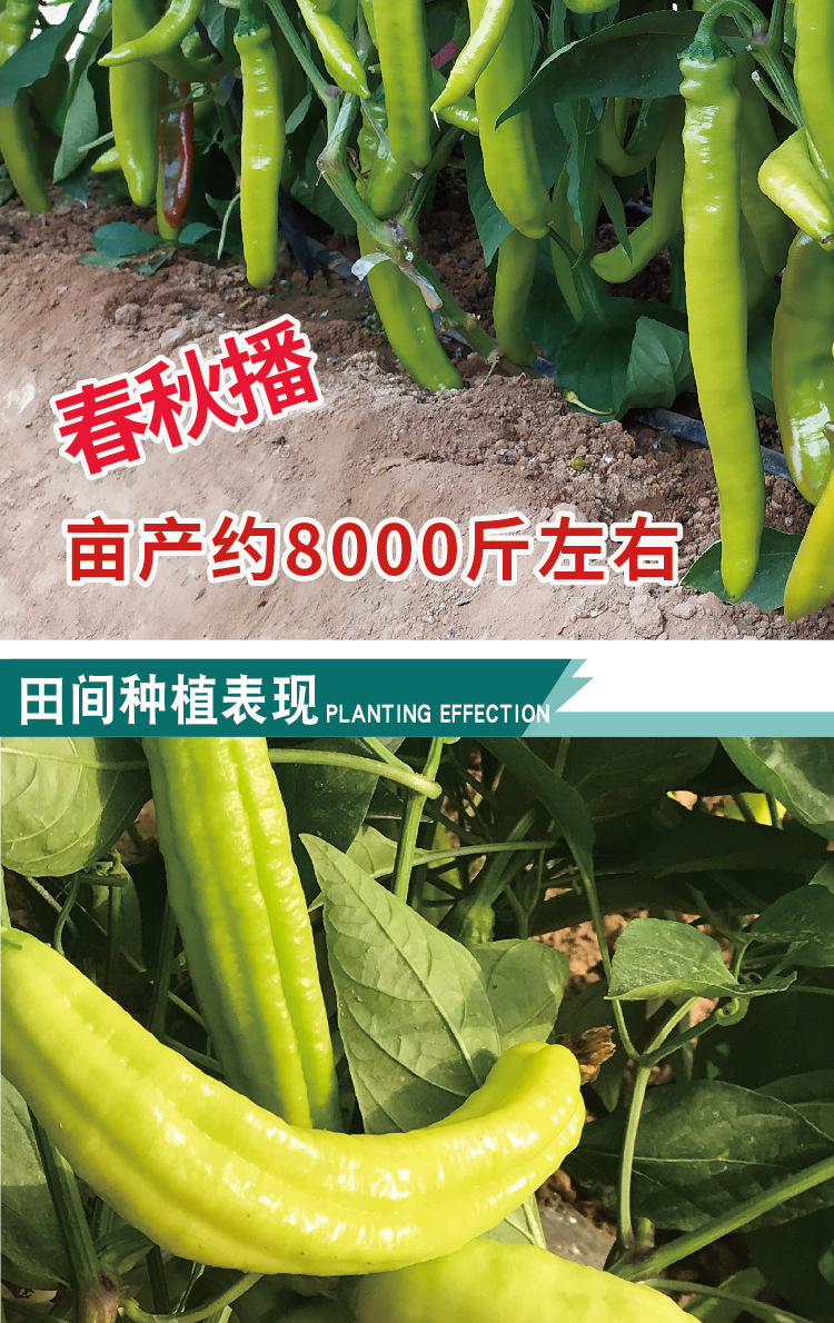 常丰大羊角辣椒种子早中熟羊角椒种籽厂家批发羊角辣椒种籽当季播