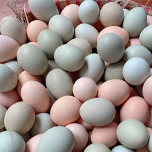 新品冲量土鸡蛋农家散养新鲜乌鸡蛋虫草蛋山鸡蛋组合装厂家批发