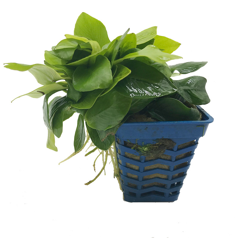 黄金榕 水榕小榕 观赏水族箱 鱼缸造景装饰 真水草 活体批发