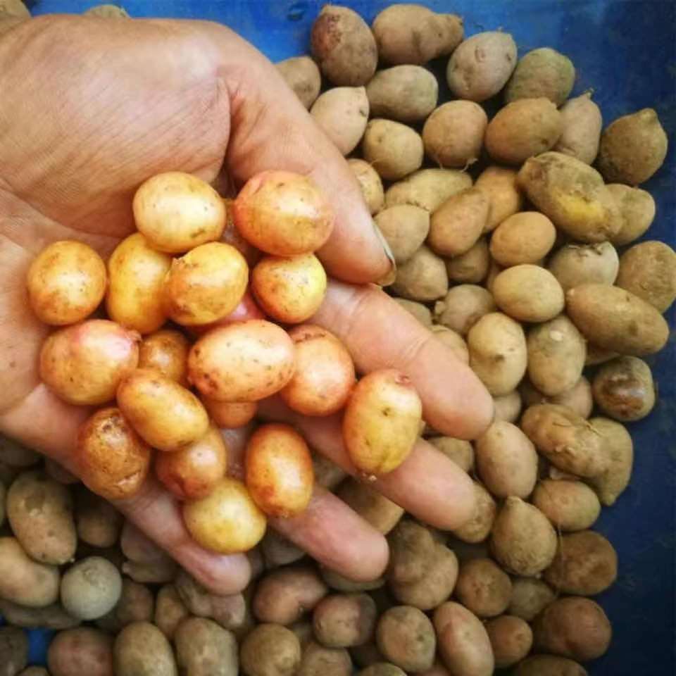 东北农家小土豆新鲜农家自种迷你小土豆黄心马铃薯洋芋蔬菜包邮批