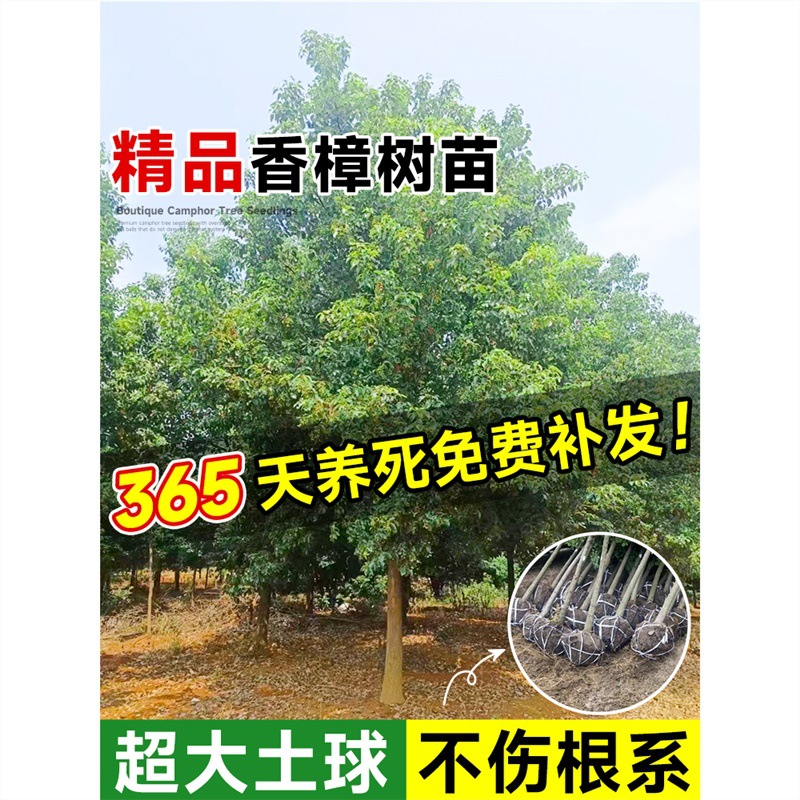 香樟树苗大树大小叶龙脑樟庭院室外南北方种植绿化风景树四季常青