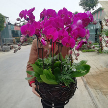 蝴蝶兰盆栽带花剑带花苞花苗兰花大苗客厅室内植物花卉四季好养活