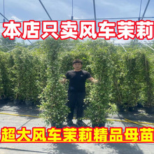 好养风车茉莉花卉植物意大利络石藤别墅庭院绿植盆栽老桩
