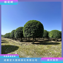 桂花树基地批发金桂丹桂八月桂四季桂等浓香型庭院地栽盆景苗木