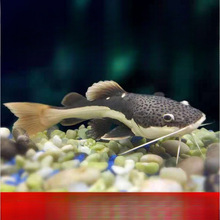 红尾招财猫鱼红尾鲶鱼热带观赏鱼大猫鱼黄金招财猫鱼底层龙鱼配鱼