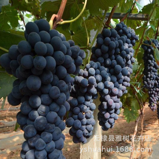 早熟葡萄品种 早甜66葡萄苗 甜66葡萄树苗耐寒不下架葡萄树苗