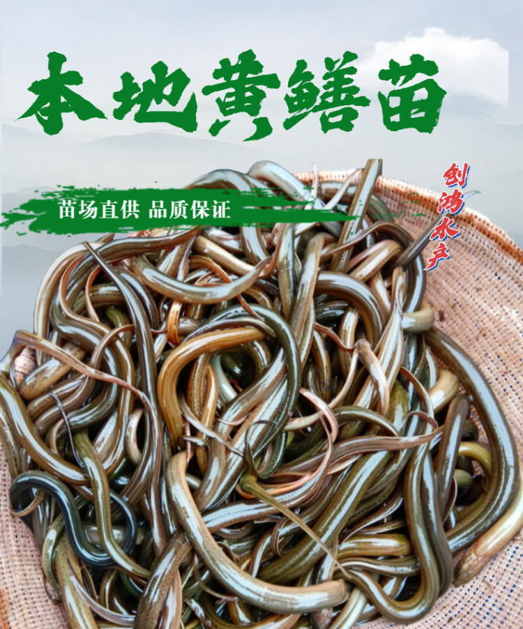 【2022年新苗】优质黄鳝苗 花鳝苗 黄鳝鱼苗 稻田养殖 养殖包销