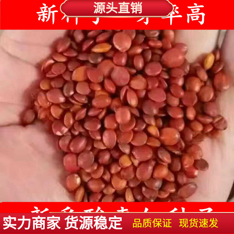 酸枣种子 净籽 南酸枣仁种子 酸枣核种子 枣子种子  枣树种子包邮