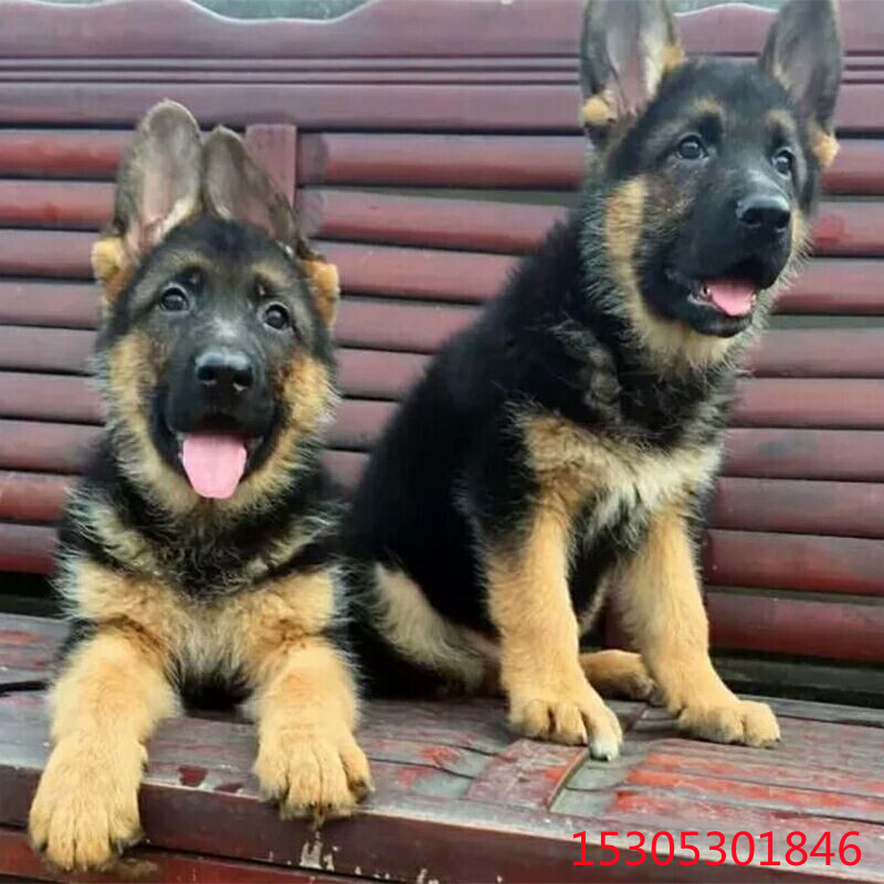 出售德国牧羊犬活体幼犬纯种德牧大狼狗工作犬看家护院哪里有卖
