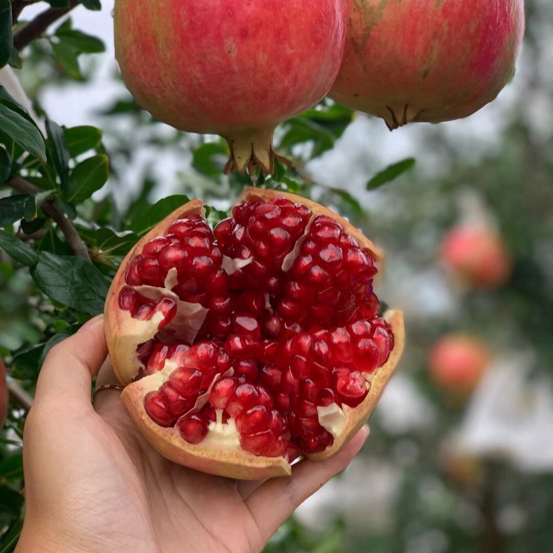 突尼斯软籽石榴新鲜水果8斤当季四川会理红心不吐籽孕妇大果礼盒