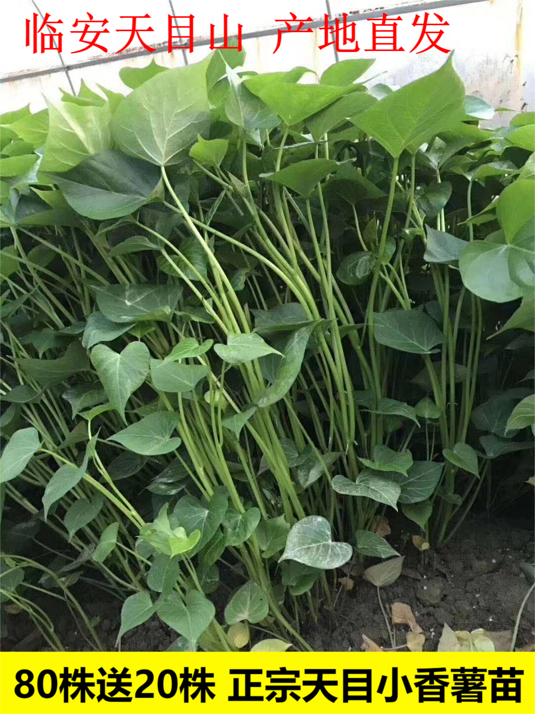 临安天目山小香薯苗红薯苗秧苗板栗番薯种植包邮