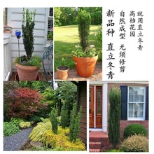 一件代发直立冬青树苗盆栽日本小叶冬青篱笆围墙耐寒植物四季常绿