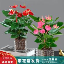 红掌植物粉掌盆栽水培绿植室内办公室好养的花卉空气四季开花厂家