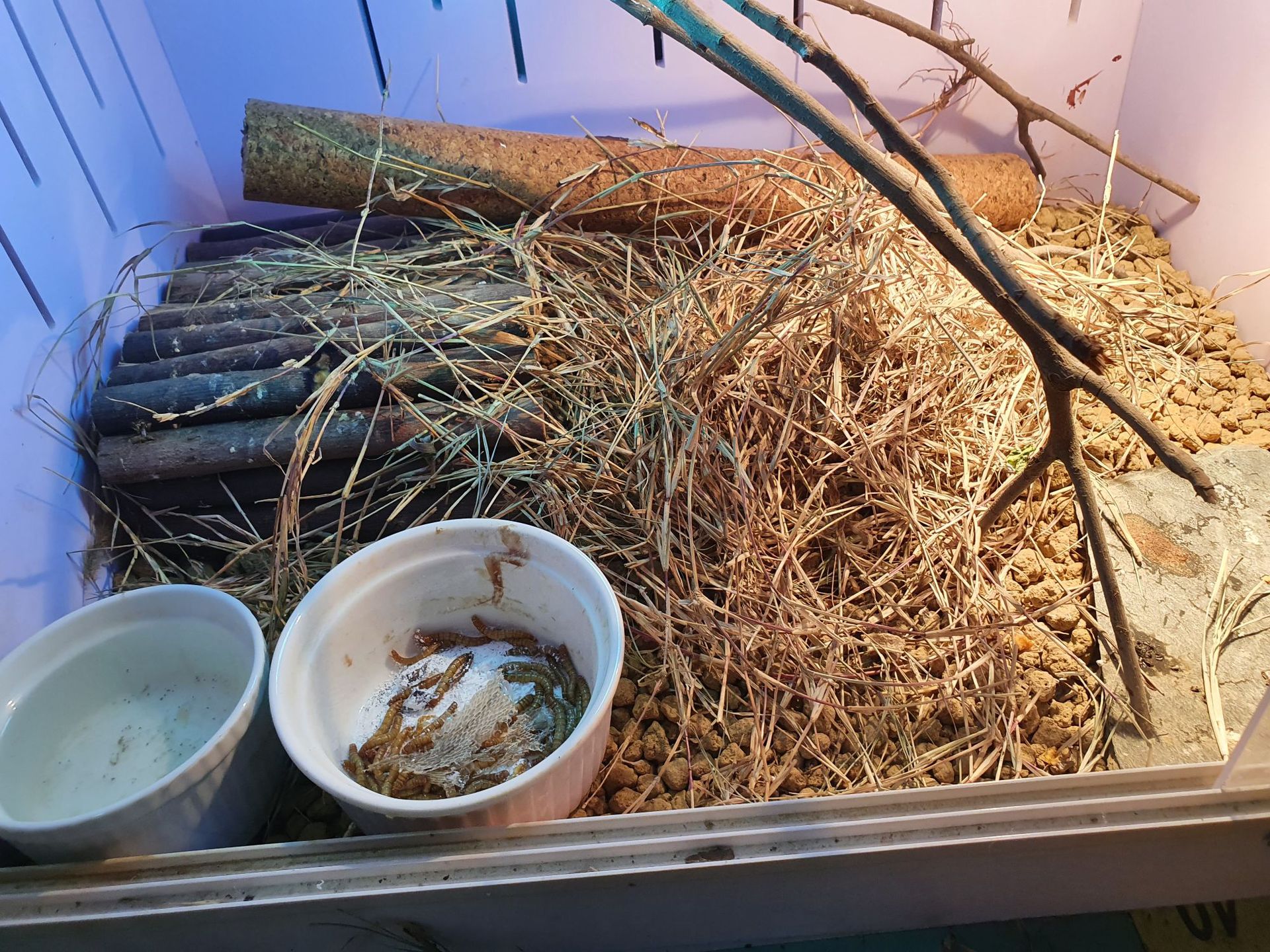 爬宠爬虫干草垫材200g约4升无农药天然宠物躲避兔子可食用